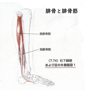 腓骨と腓骨筋