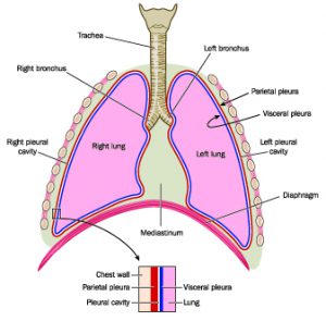 Lungs fig 2
