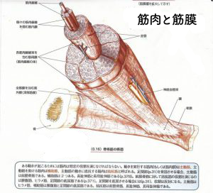 筋肉と筋膜