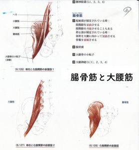 腸骨筋と大腰筋