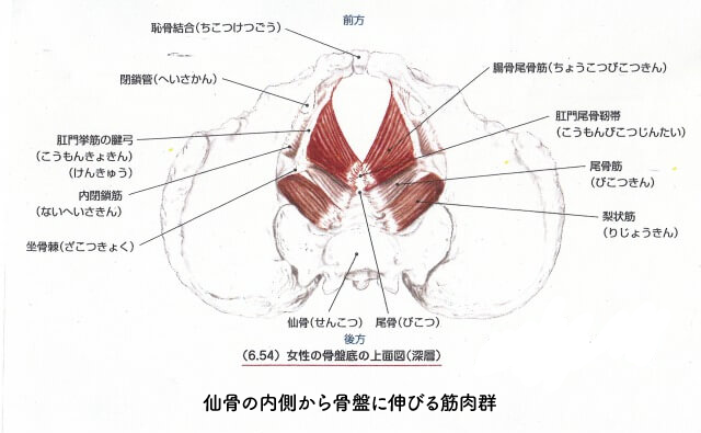 仙骨の内側から骨盤に伸びる筋肉群